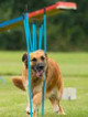 Cambridge Canine Activity Group